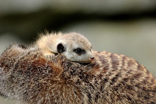 Erdmännchen Opel Zoo Kronberg 2014