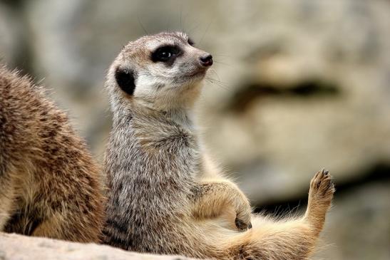 Erdmännchen Opel Zoo Kronberg 2014