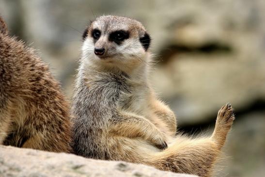 Erdmännchen Opel Zoo Kronberg 2014