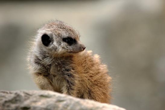 Erdmännchen Opel Zoo Kronberg 2014