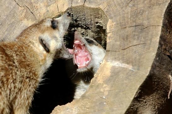 Erdmännchen Opel Zoo Kronberg 2015