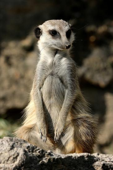 Erdmännchen Opel Zoo Kronberg 2015