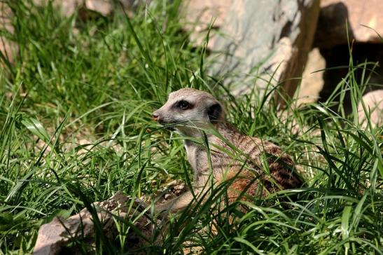 Erdmännchen Opel Zoo Kronberg 2015