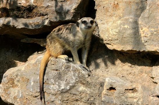 Erdmännchen Opel Zoo Kronberg 2015