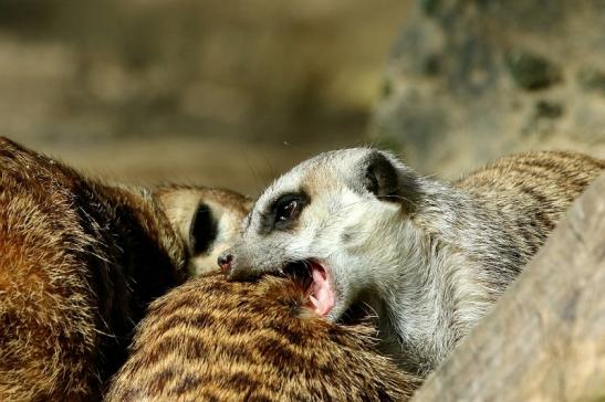 Erdmännchen Opel Zoo Kronberg 2015