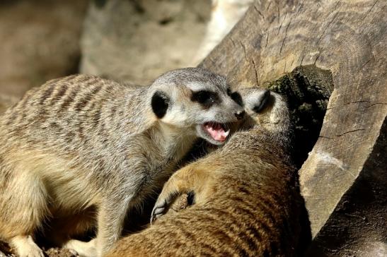 Erdmännchen Opel Zoo Kronberg 2015