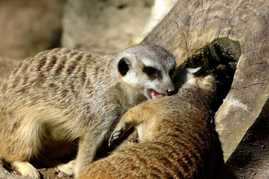 Erdmännchen Opel Zoo Kronberg 2015