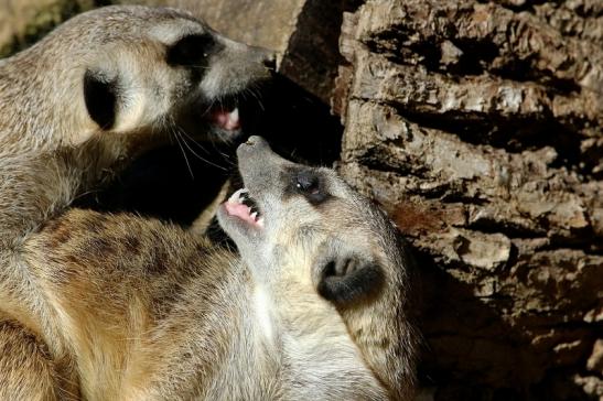 Erdmännchen Opel Zoo Kronberg 2015