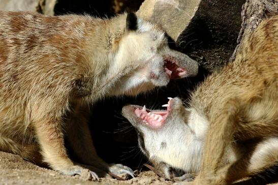 Erdmännchen Opel Zoo Kronberg 2015