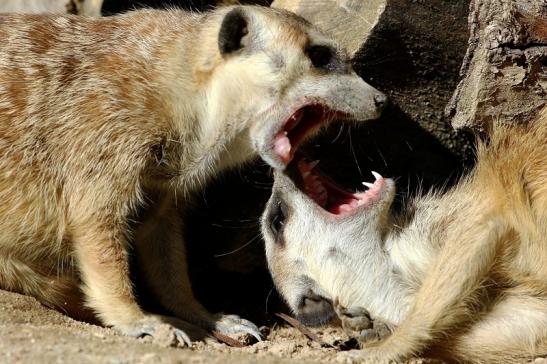 Erdmännchen Opel Zoo Kronberg 2015