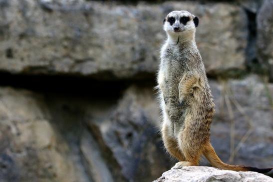 Erdmännchen Zoo Frankfurt am Main und Opel Zoo Kronberg