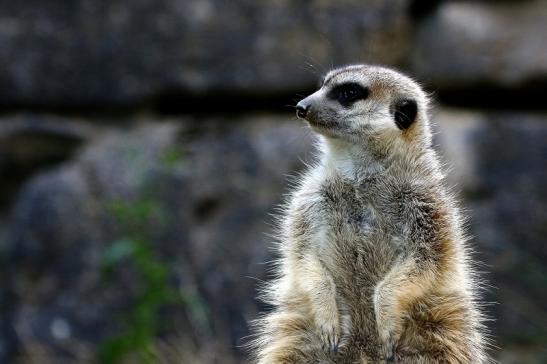 Erdmännchen Opel Zoo Kronberg 2016