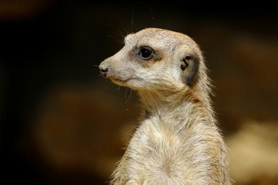 Erdmännchen Zoo Frankfurt am Main 2017