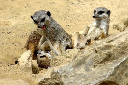 Erdmännchen Zoo Frankfurt am Main 2017