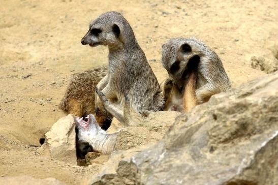 Erdmännchen Zoo Frankfurt am Main 2017