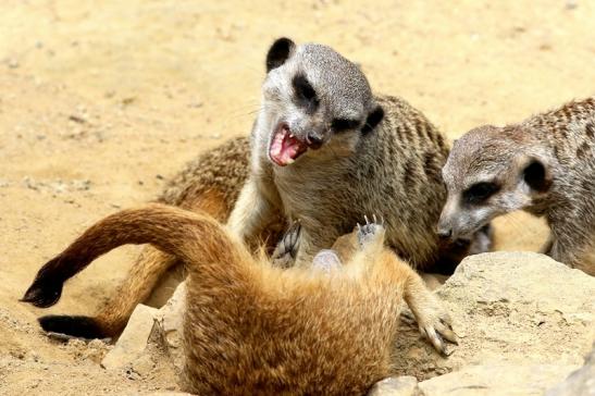 Erdmännchen Zoo Frankfurt am Main 2017