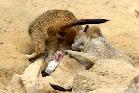 Erdmännchen Zoo Frankfurt am Main 2017