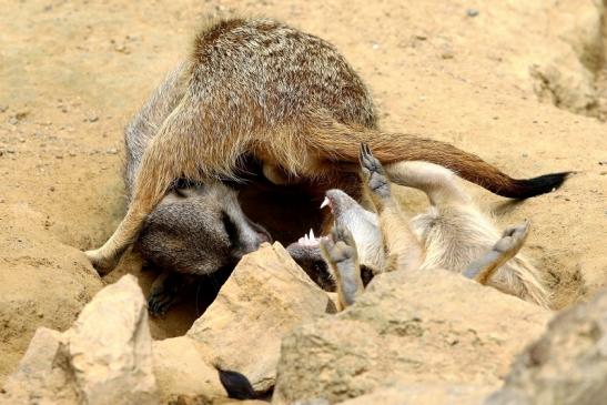 Erdmännchen Zoo Frankfurt am Main 2017