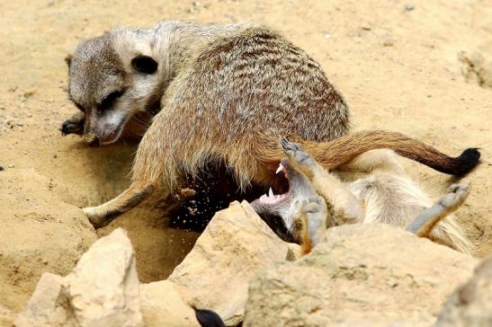 Erdmännchen Zoo Frankfurt am Main 2017