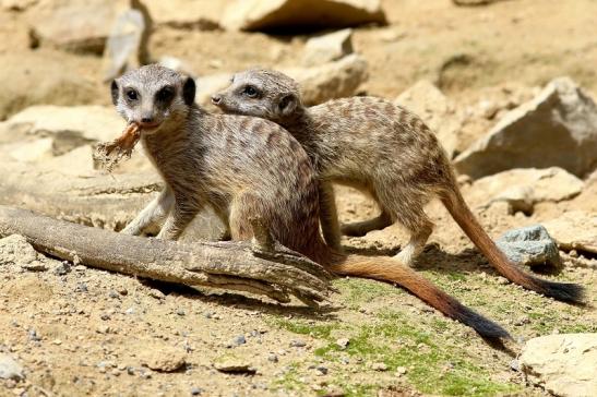 Erdmännchen Zoo Frankfurt am Main 2017