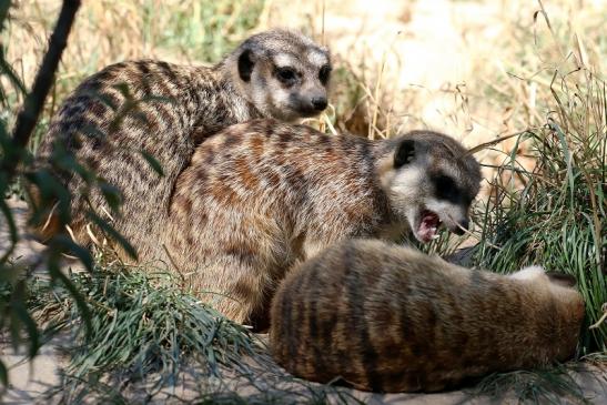 Erdmännchen Opel Zoo Kronberg 2019