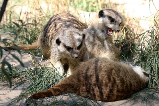 Erdmännchen Opel Zoo Kronberg 2019