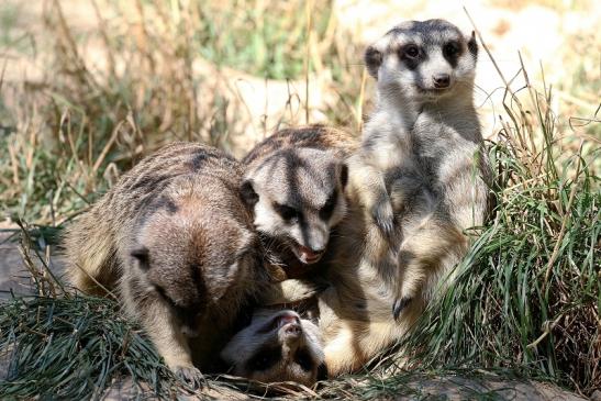 Erdmännchen Opel Zoo Kronberg 2019