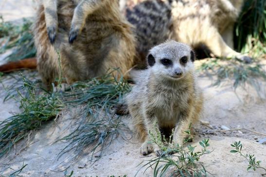 Erdmännchen Opel Zoo Kronberg 2019