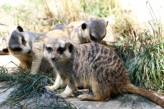 Erdmännchen Opel Zoo Kronberg 2019