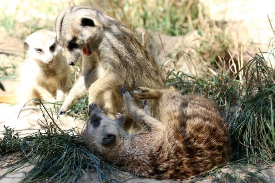 Erdmännchen Opel Zoo Kronberg 2019