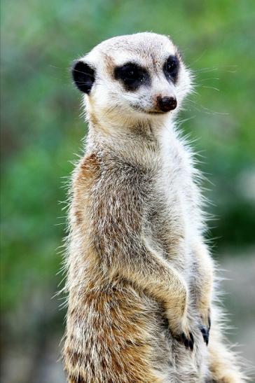 Erdmännchen Opel Zoo Kronberg 2019