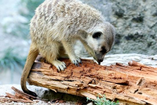 Erdmännchen Opel Zoo Kronberg 2019