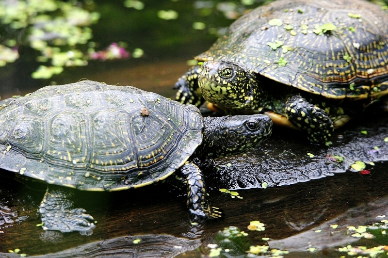 Europäische Sumpfschildkröte Wildpark Bad Mergentheim 2015
