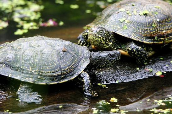 Europäische Sumpfschildkröte Wildpark Bad Mergentheim 2015