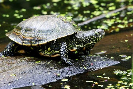 Europäische Sumpfschildkröte Wildpark Bad Mergentheim 2015