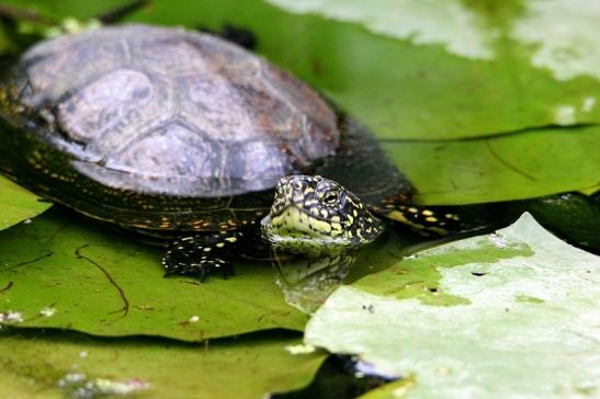 Europäische Sumpfschildkröte Wildpark Bad Mergentheim 2015