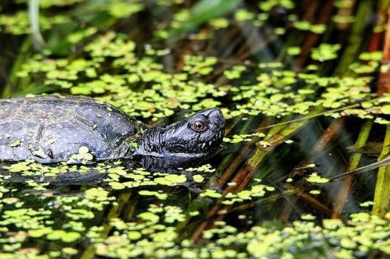 Europäische Sumpfschildkröte Wildpark Bad Mergentheim 2015