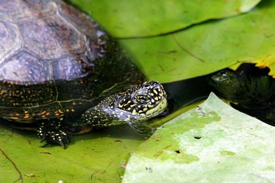 Europäische Sumpfschildkröte Wildpark Bad Mergentheim 2015