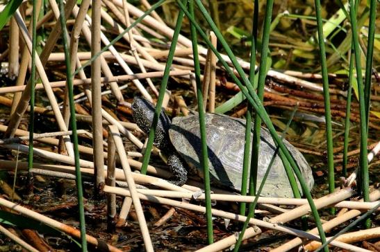 Europäische Sumpfschildkröte Zoo Frankfurt am Main 2017