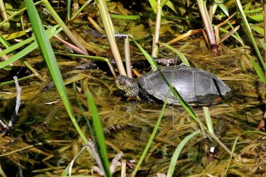 Europäische Sumpfschildkröte Zoo Frankfurt am Main 2017