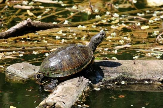 Europäische Sumpfschildkröte Zoo Frankfurt am Main 2018 