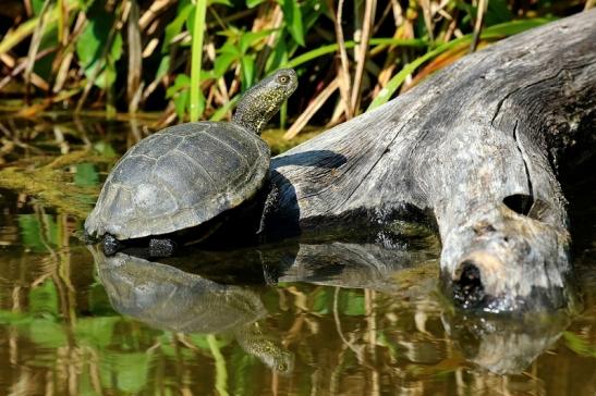 Europäische Sumpfschildkröte Zoo Frankfurt am Main 2018 