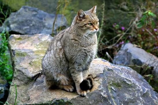 Europäische Wildkatze - Felis silvestris silvestris Wildpark Alte Fasnerie Klein Auheim 2016