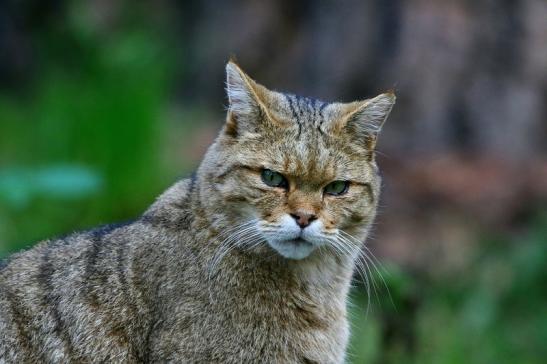 Europäische Wildkatze - Felis silvestris silvestris Wildpark Alte Fasnerie Klein Auheim 2016