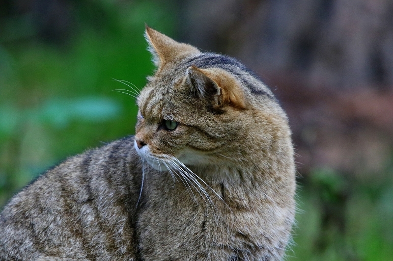 Europäische Wildkatze - Felis silvestris silvestris Wildpark Alte Fasnerie Klein Auheim 2016