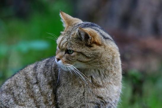 Europäische Wildkatze - Felis silvestris silvestris Wildpark Alte Fasnerie Klein Auheim 2016