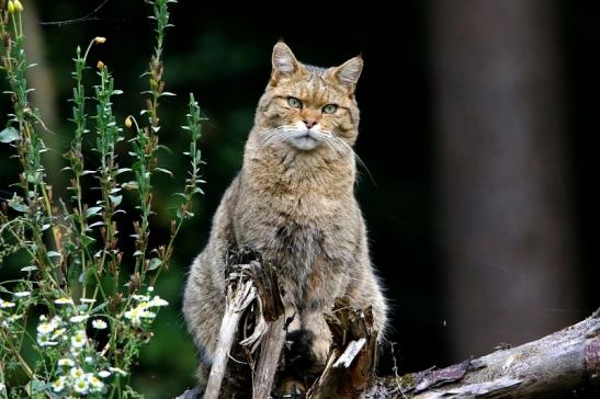 Europäische Wildkatze - Felis silvestris silvestris Wildpark Alte Fasnerie Klein Auheim 2016