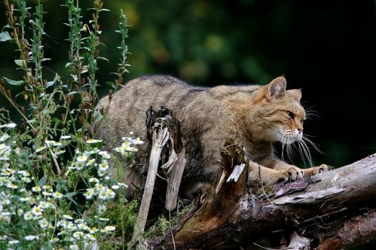 Europäische Wildkatze - Felis silvestris silvestris Wildpark Alte Fasnerie Klein Auheim 2016