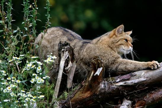 Europäische Wildkatze - Felis silvestris silvestris Wildpark Alte Fasnerie Klein Auheim 2016