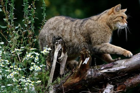 Europäische Wildkatze - Felis silvestris silvestris Wildpark Alte Fasnerie Klein Auheim 2016